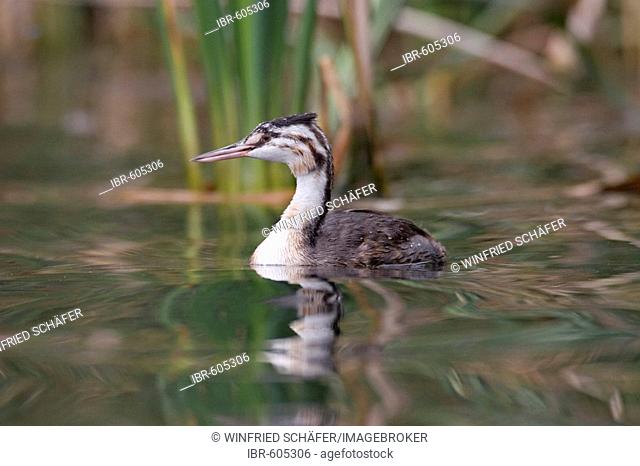 Great Crested Grebe (Podiceps cristatus), young bird in water, Vulkaneifel, Germany, Europe
