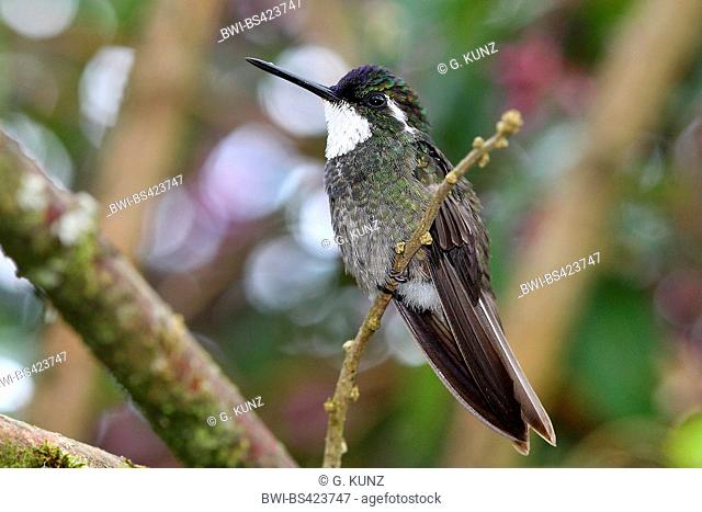 grey-tailed mountain gem (Lampornis cinereicauda), male sits on a branch, Costa Rica