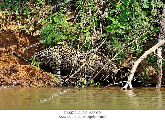 Female Jaguar (Panthera onca) on the shore of Piquiri River, in the Pantanal of Mato Grosso State, Center-West of Brazil
