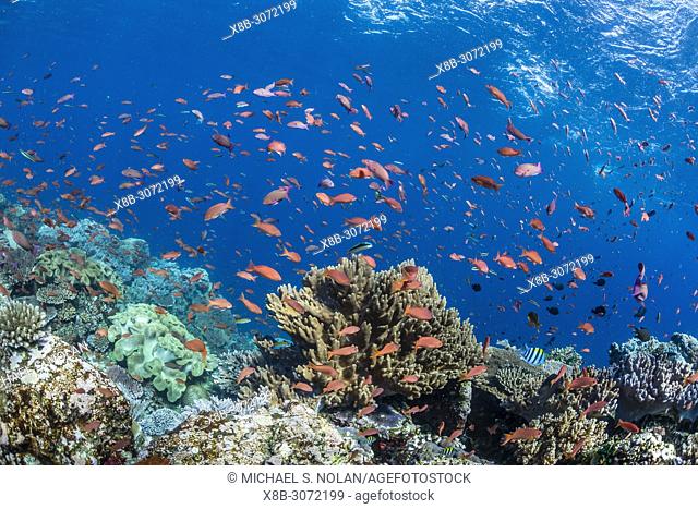 Profusion of hard and soft corals as well as reef fish underwater at Batu Bolong, Komodo National Park, Flores Sea, Indonesia