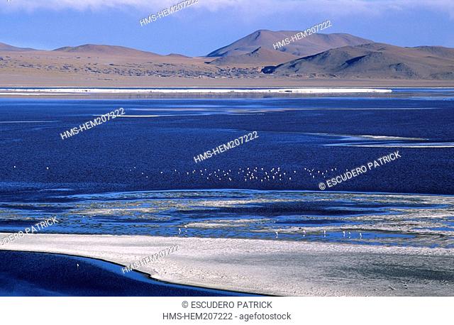Bolivia, Potosi department, Sur Lipez province, Eduardo Avaroa Andean Fauna National Reserve, colony of flamingoes on the Laguna Colorada composed of iron oxyd