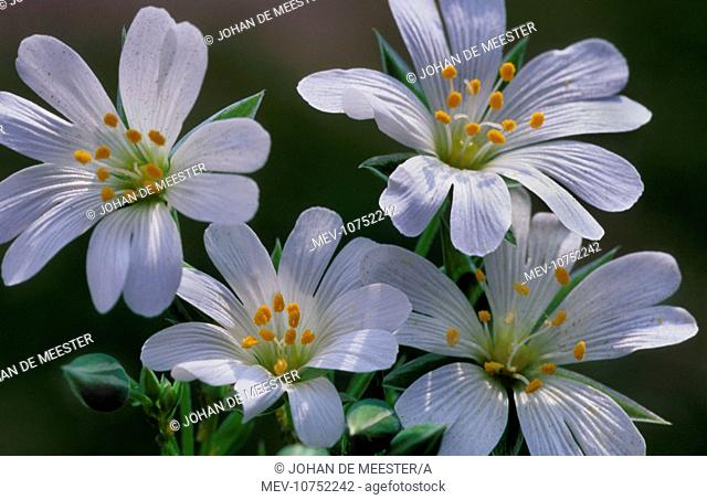 Field MOUSE-EAR - flowers, in Spring (Cerastium arvense)