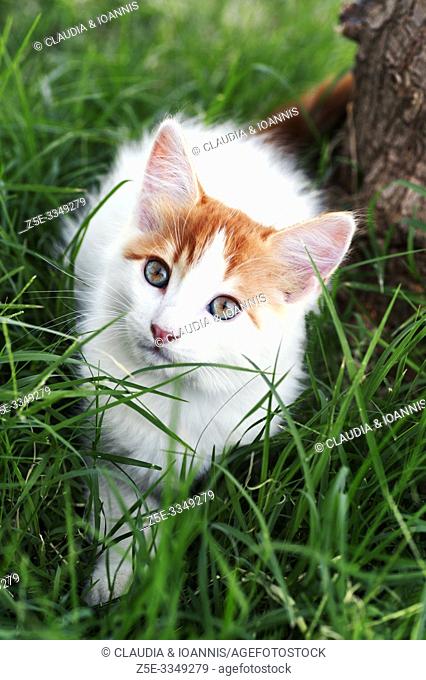 High angle view of a beautiful white and red kitten sitting in the grass and looking up