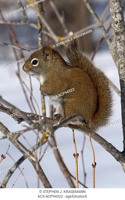 American red squirrel (Tamiasciurus hudsonicus), winter, Lake Superior, ON, Canada