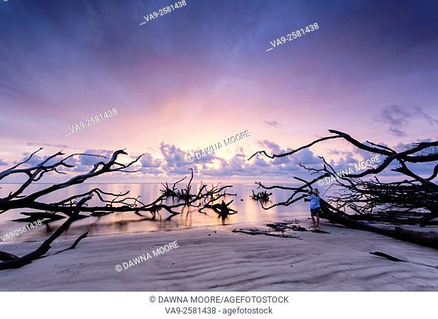 A photographer captures the gorgeous sunrise over the driftwood on the beah at Blackrock Trail, Big Talbot Island State Park