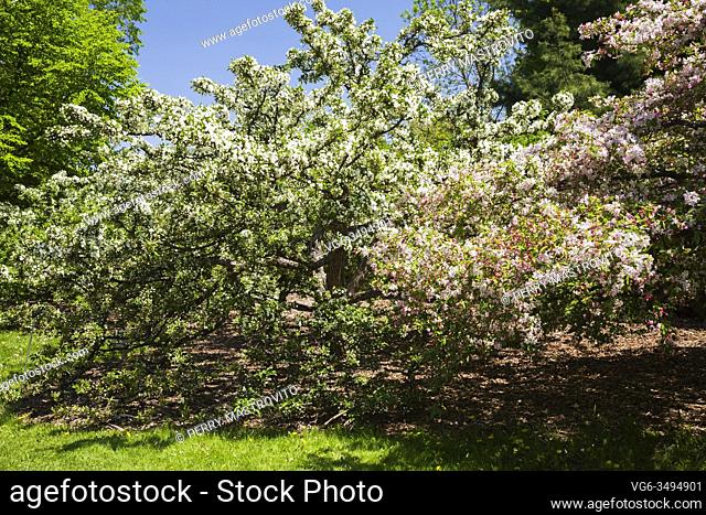 White flowering Malus and mauve Japanese Malus sargentii - Sargent Crabapple tree in spring, Montreal Botanical Garden, Quebec, Canada