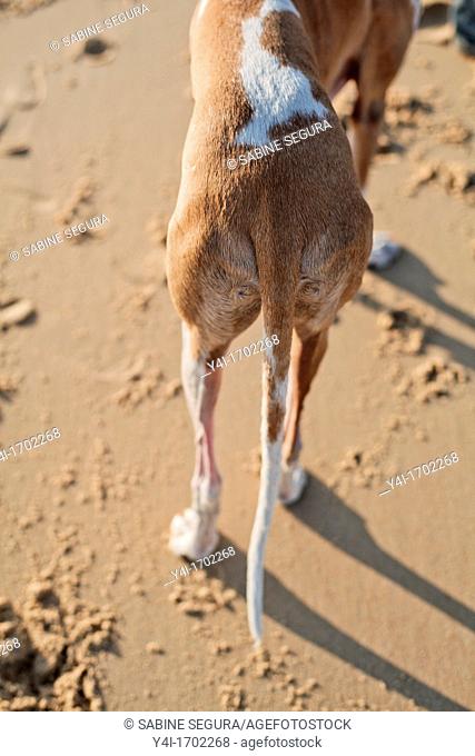 Tail of a spanish greyhound  La Salie  La Teste de Buch  Gironde  Aquitaine  France