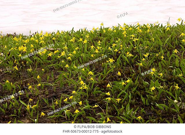Glacier Lily Erythronium grandiflorum mass flowering, at snow line, Mount Rainier, Cascade Mountains, Washington, U S A