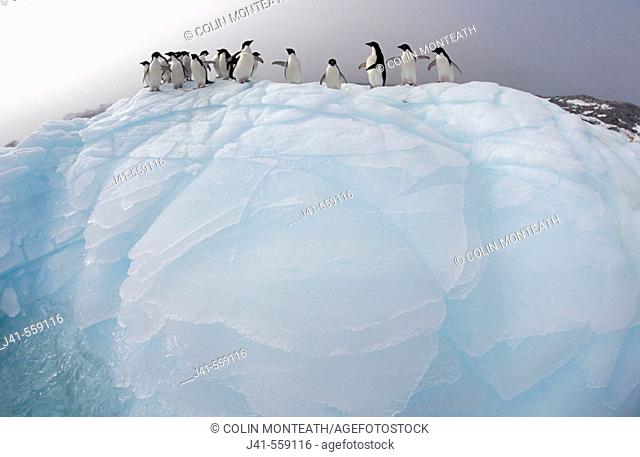 Adelie Penguins (Pygoscelis adeliae). Eroded Iceberg. Dumont d'Urville. Antarctica