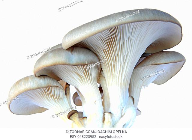 Austernseitling (Austern-Seitling oder Austernpilz) gezüchtete Pilze freigestellt vor weißem Hintergrund (Pleurotus ostreatus) Oyster mushroom (Pleurotus...
