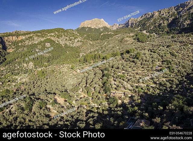 olive grove, Fornalutx, Serra de Tramuntana, Mallorca, Balearic Islands, Spain