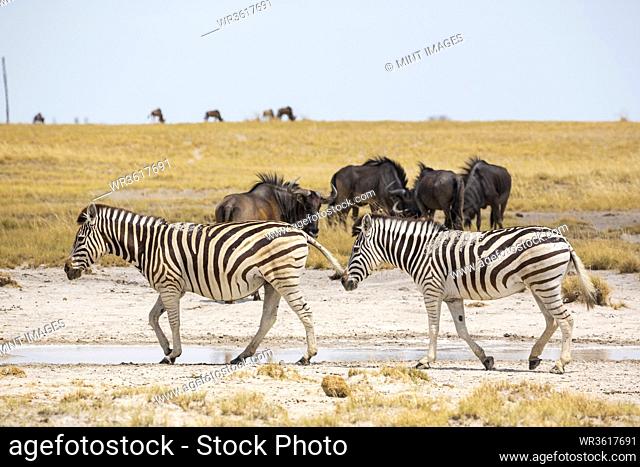 Burchell's zebra and Wildebeest, Kalahari Desert, Makgadikgadi Salt Pans, Botswana
