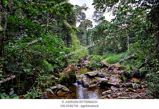 UGANDA, BUHOMA, 16.02.2015, rain forest of Bwindi Impenetrable National Park, Uganda, Africa - Buhoma, Uganda, 16/02/2015