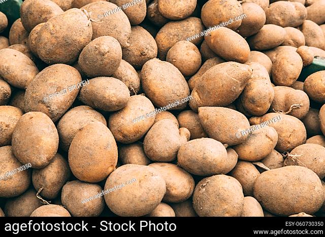 Organic Brown Potatoes On Local Agricultural Vegetable Market. Potatoes Background