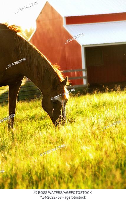 A horse eating in a field near Rockford, Washington, USA