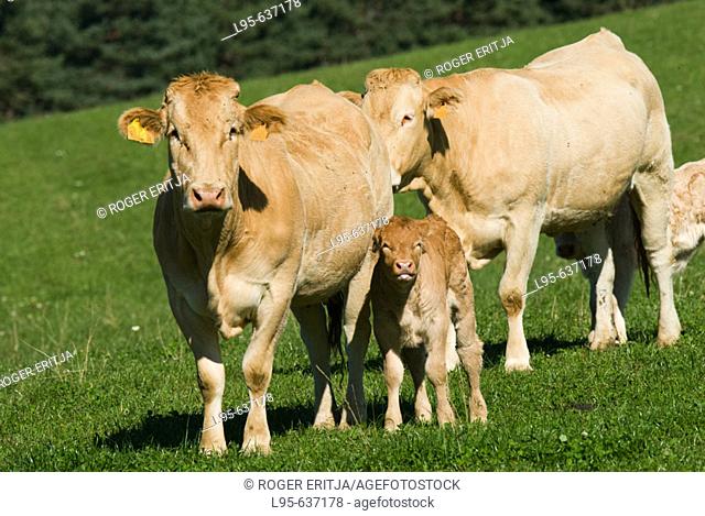 Family cows and calf living outdoors, Navarra, Spain
