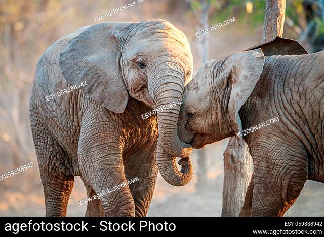 Two Elephants playing in the Kruger National Park, South Africa