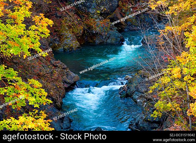Japanese Fall Foliage and River