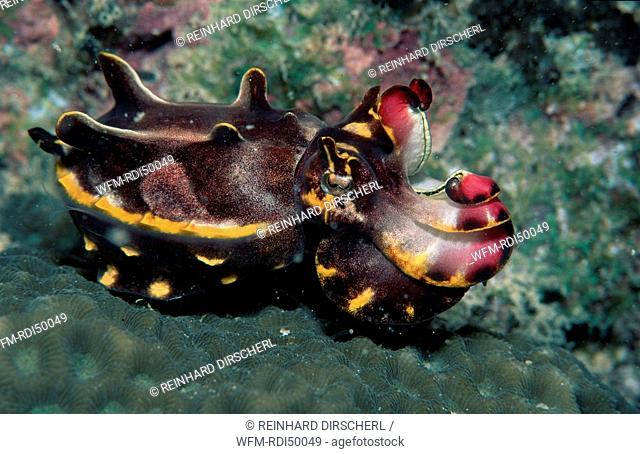 Cuttlefish, Metasepia pfefferi, Pacific ocean Borneo Mabul, Malaysia