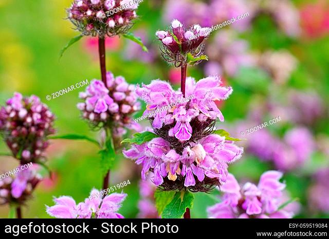 Knollen-Brandkraut, Phlomis tuberosa - Phlomis tuberosa, a purple wildflower