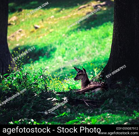 White-tailed deer baby in the summer forest in austria hohe wand