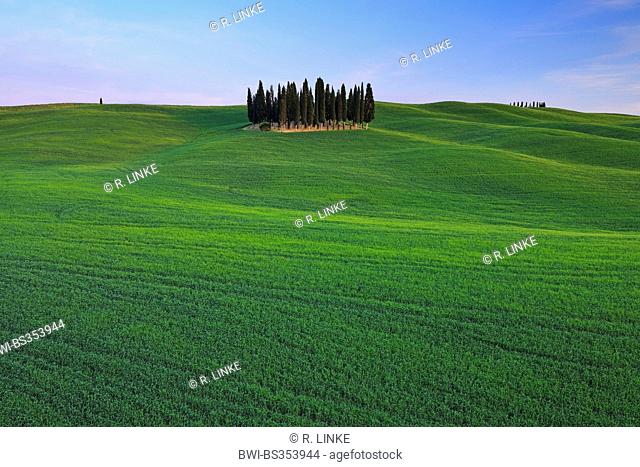 Italian cypress (Cupressus sempervirens), grove in a wide field landscape, Italy, Tuscany, Val d' Orcia, San Quirico d' Orcia