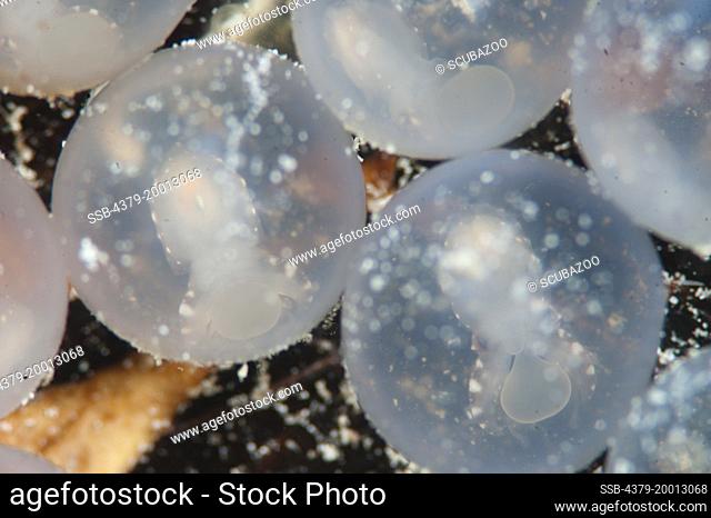Flamboyant Cuttlefish Eggs, Metasepia pfefferi, Mabul, Sabah, Malaysia, Borneo