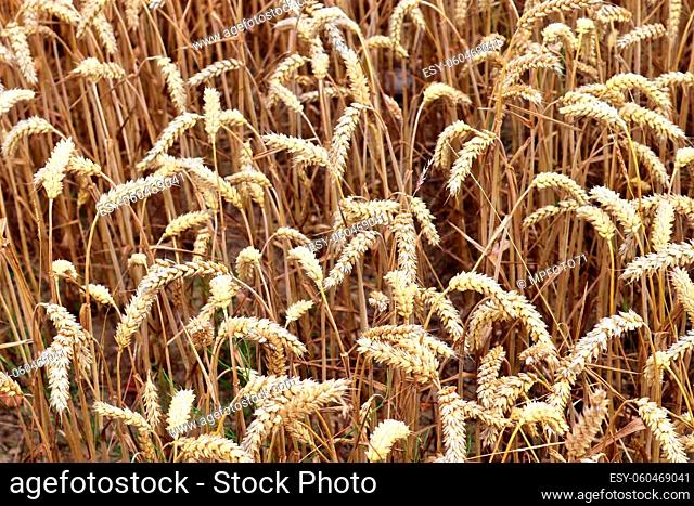 Beautiful and detailed close up view on crop and wheat field textures in northern Europe