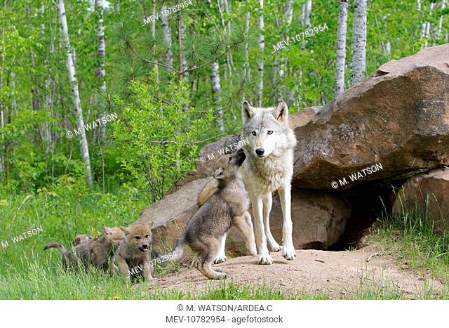 Timber / Grey Wolf - adult with cubs (Canis lupus)