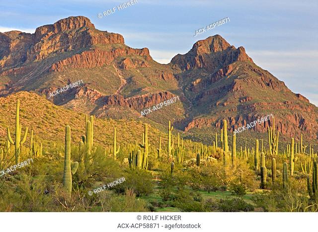 Ajo Range mountains, Saguaro Cactuses, spring, Organ Pipe National Monument, Arizona, USA