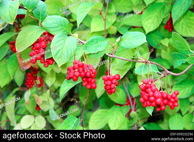 Branches of red schisandrahanging in row. Clusters of ripe schizandra. Crop of useful plant. Red schizandra hang in row on green branch