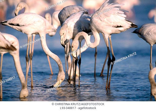 Greater Flamingos (Phoenicopterus ruber). Camargue, France