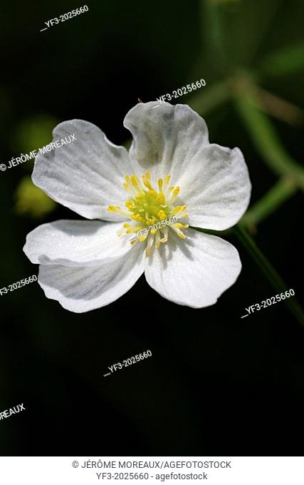 Ranunculus pyrenaeus, Pyrenean buttercup, France