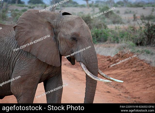 FILED - 24 August 2022, Kenya, Tsavo: An elephant walks through Tsavo East National Park. Tsavo East is considered the largest national park in Kenya
