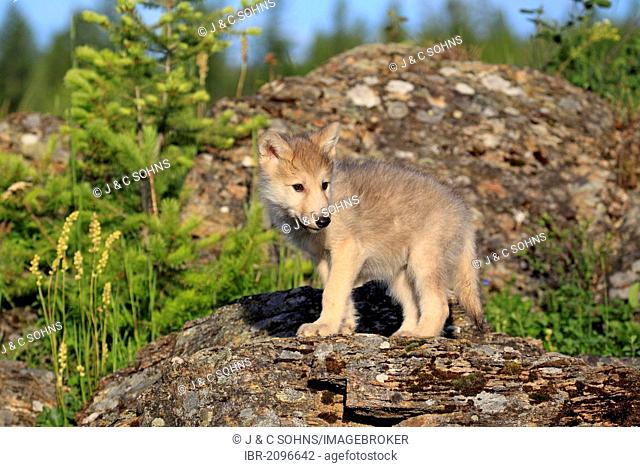 Wolf (Canis lupus), pup, eight weeks, Montana, USA, North America