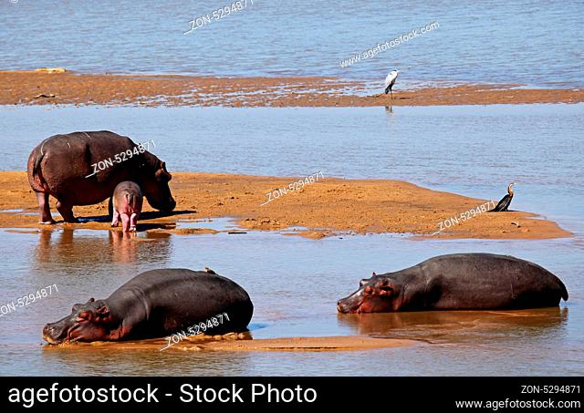 Hippos im South Luangwa Nationalpark, Sambia; Hippos at South Luangwa, Zambia