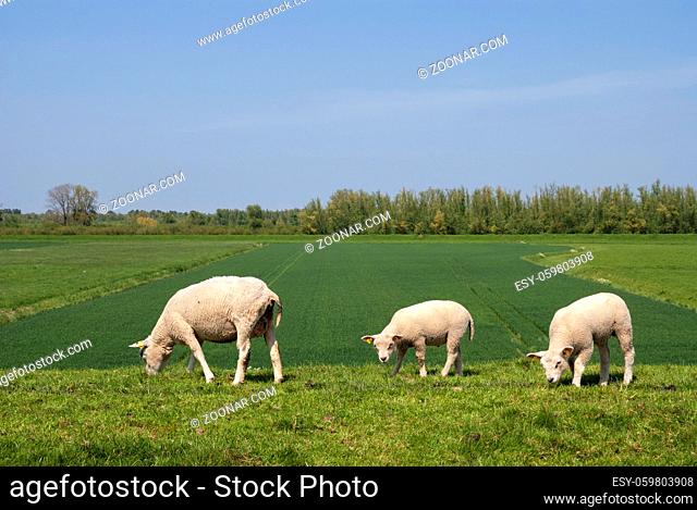 Grazing sheep on a dike on the Isle of Dordrecht