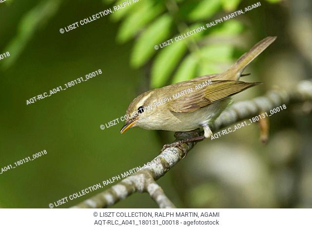 (Western) Greenish Warbler, Phylloscopus trochiloides ssp. viridianus, Germany, Greenish Warbler, Phylloscopus trochiloides