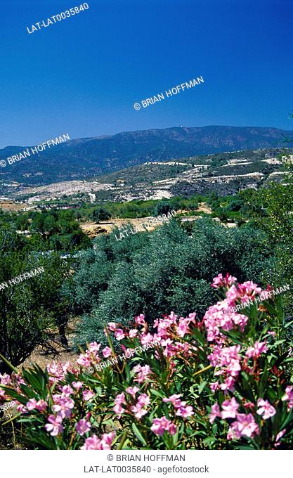 View of Mount Olympus. Hills, trees and flowers