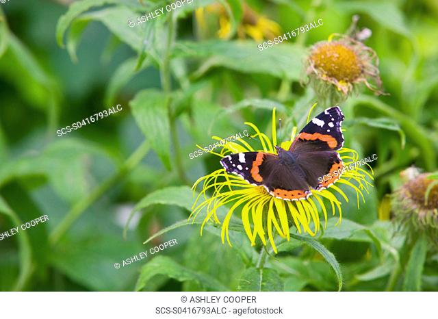 A Red Admiral Butterfly feeding on a flower