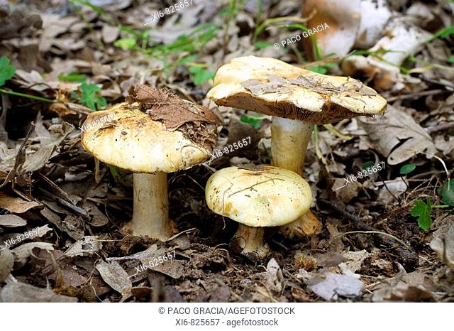Mushrooms (Cortinarius calochrous). Riaza, Segovia, Spain