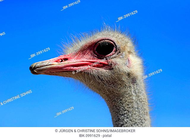 Southern Ostrich (Struthio camelus australis), adult male, portrait, Little Karoo, Western Cape, South Africa