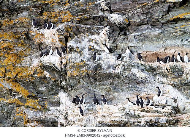 Norway, Svalbard, Spitsbergern, Rocks, Bird colony, Thick billed Murre or Brunnich's Guillemot (Uria lomvia)