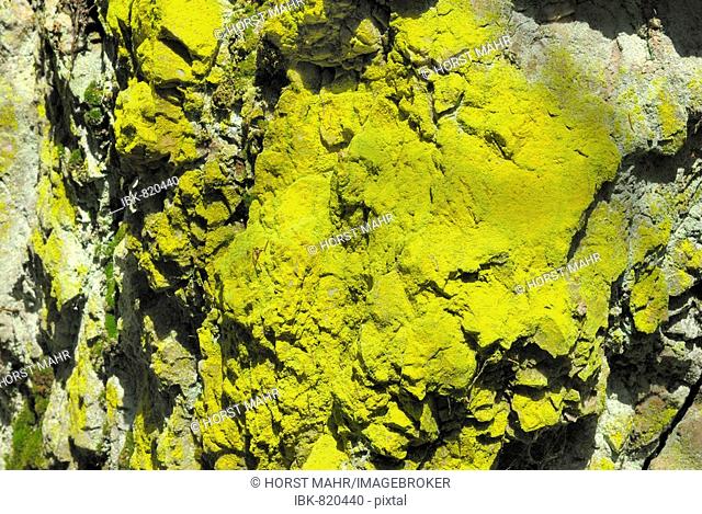 Sulphur Lichen (Chrysotrix chlorina) growing on on quartz rock, Pfahl, quartz dyke, Bayerischer Wald, Bavarian Forest, Lower Bavaria, Germany