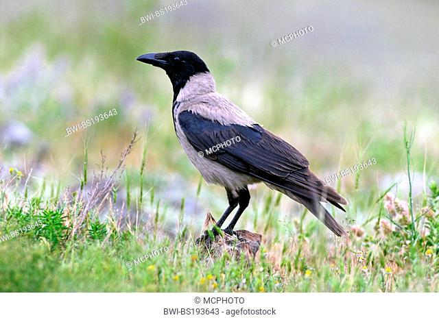 Hooded crow (Corvus corone cornix, Corvus cornix), on stony meadow