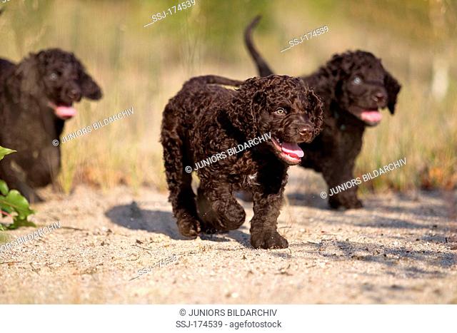 Irish Water Spaniel. Three puppies walking on sand