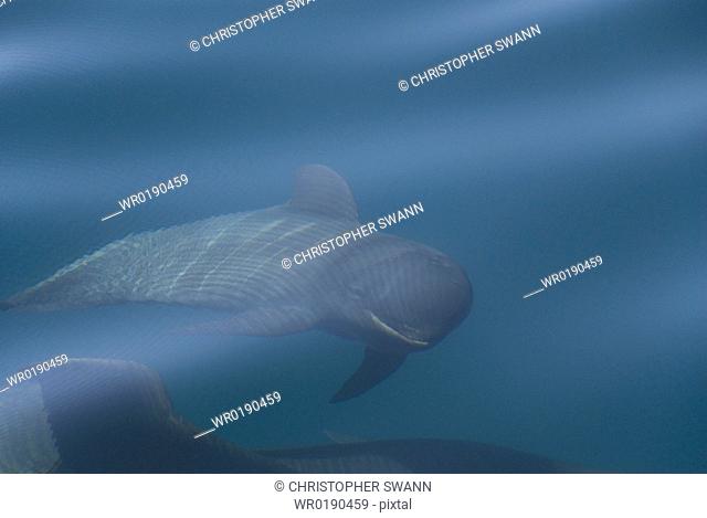 Short finned pilot whale Globicephala macrorynchus A very young pilot whale showing the foetal folds Ripples on the surface have created a circular pattern of...