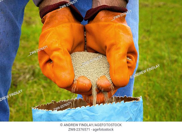 Farmer pouring clover seed through gloved hands into bag