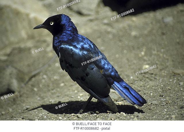 Blue and black coloured bird, Tansania