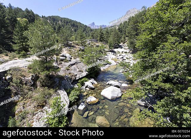 Mountain stream Viru in natural landscape, Viru valley, Albertacce, Corsica, France, Europe